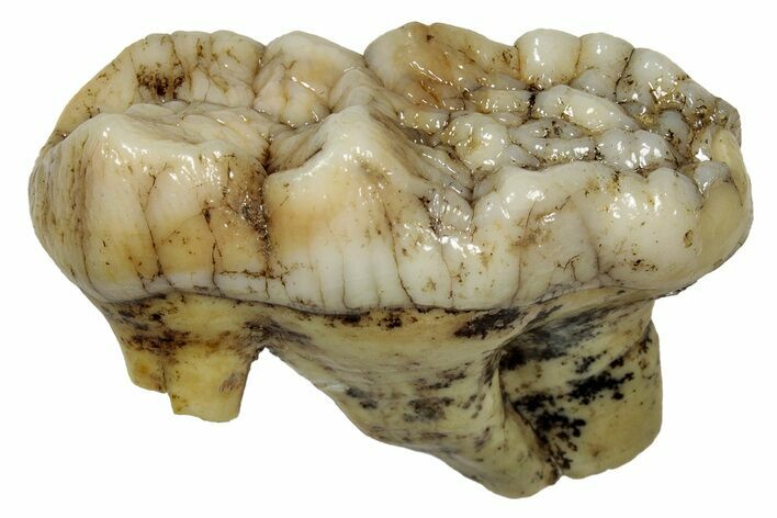 Fossil Cave Bear (Ursus spelaeus) Molar - Romania #334735